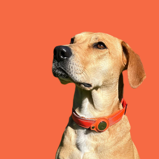 FindMy Dog Collar With PawTag