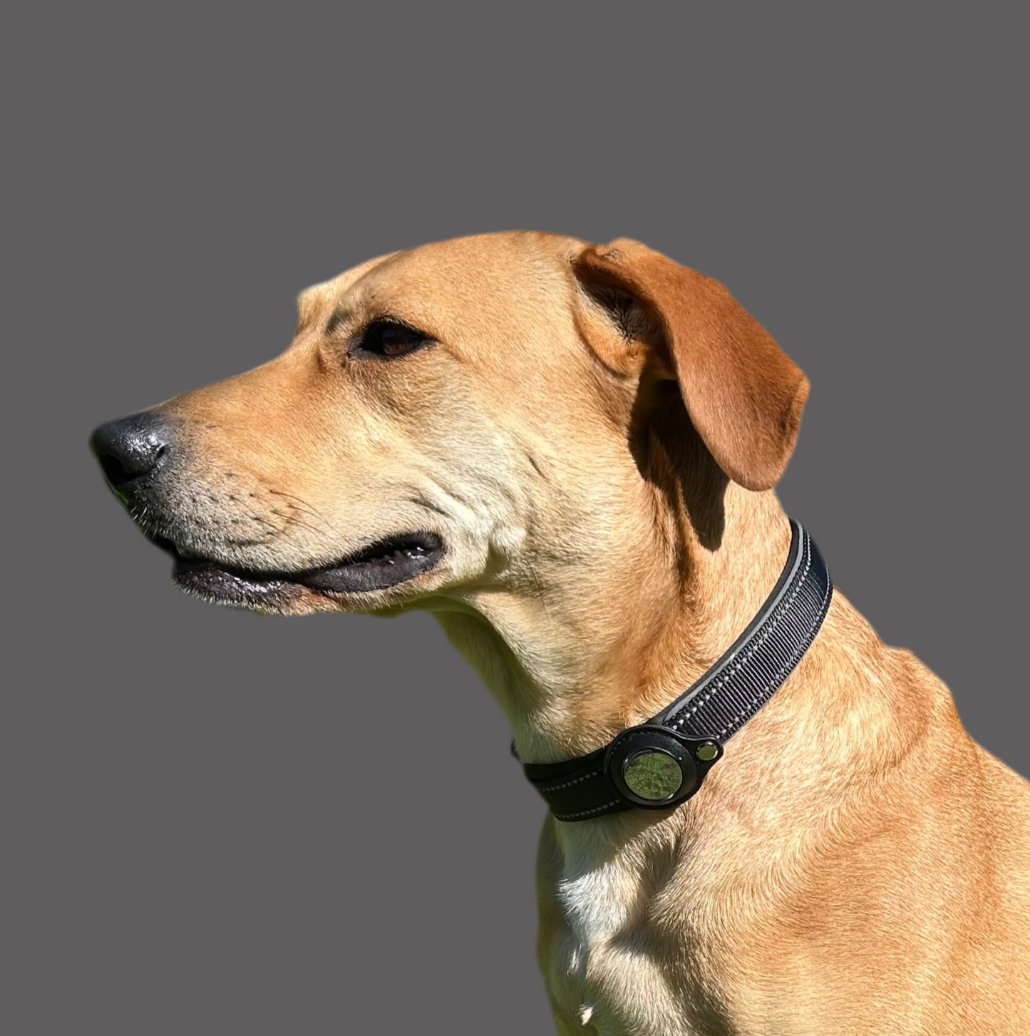 FindMy Dog Collar With PawTag