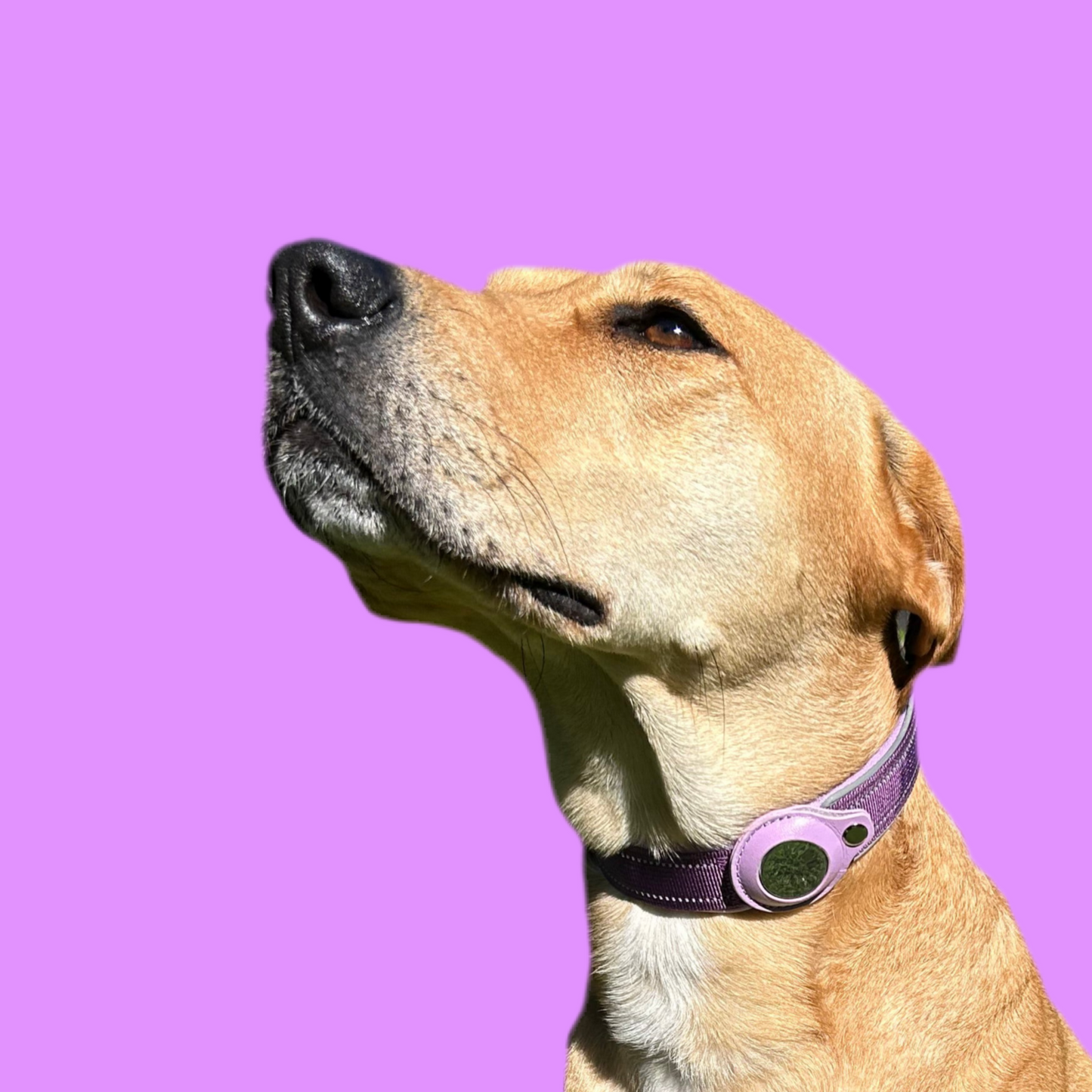 FindMy Dog Collar With PawTag
