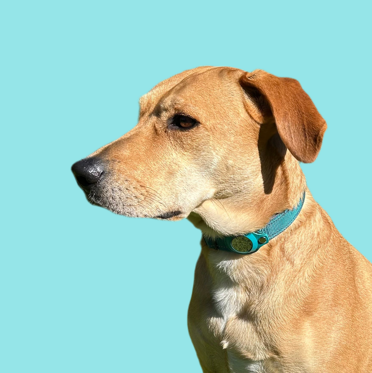 FindMy Dog Collar With PawTag