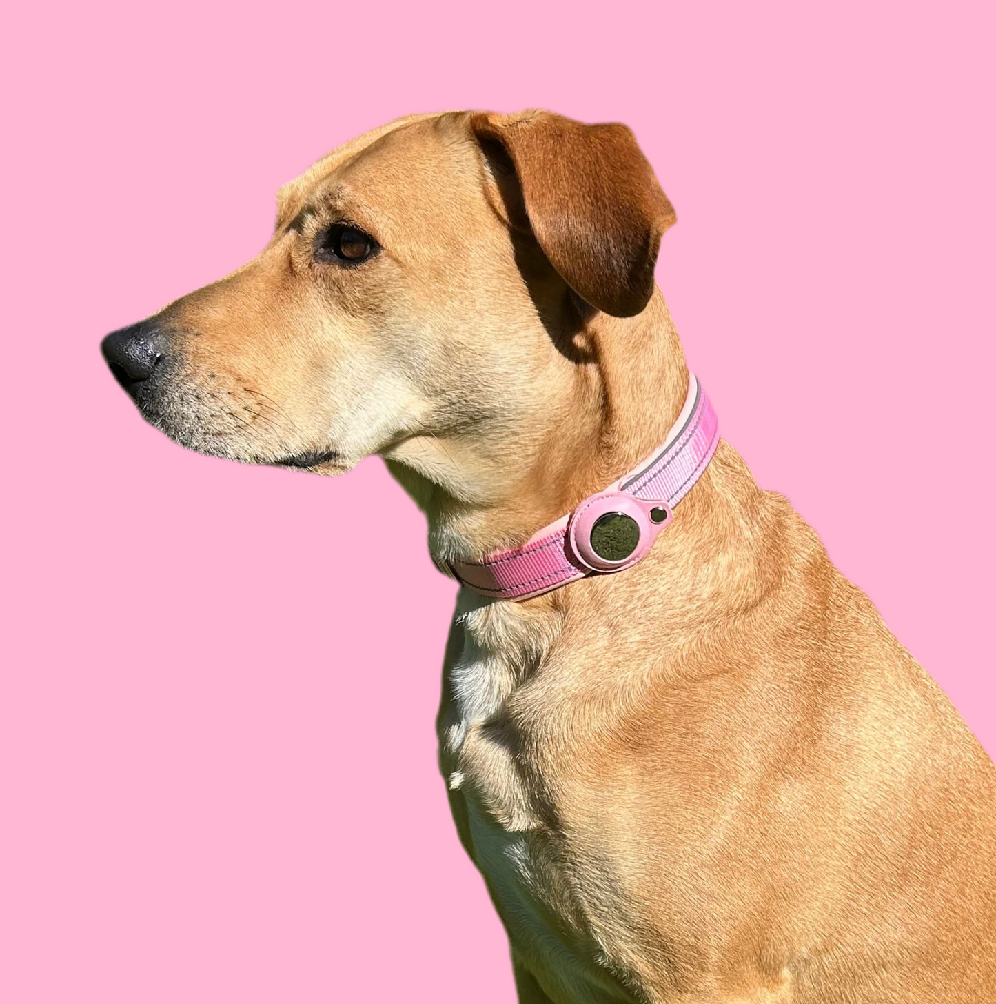 FindMy Dog Collar With PawTag