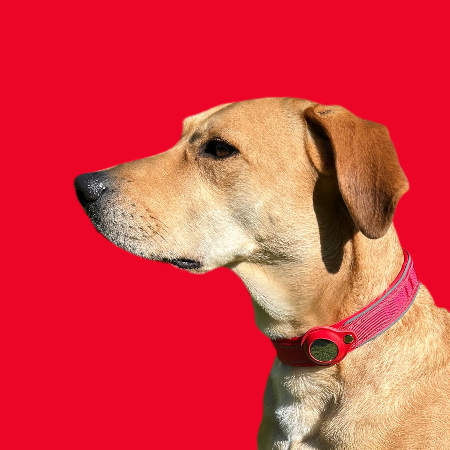 FindMy Dog Collar With PawTag