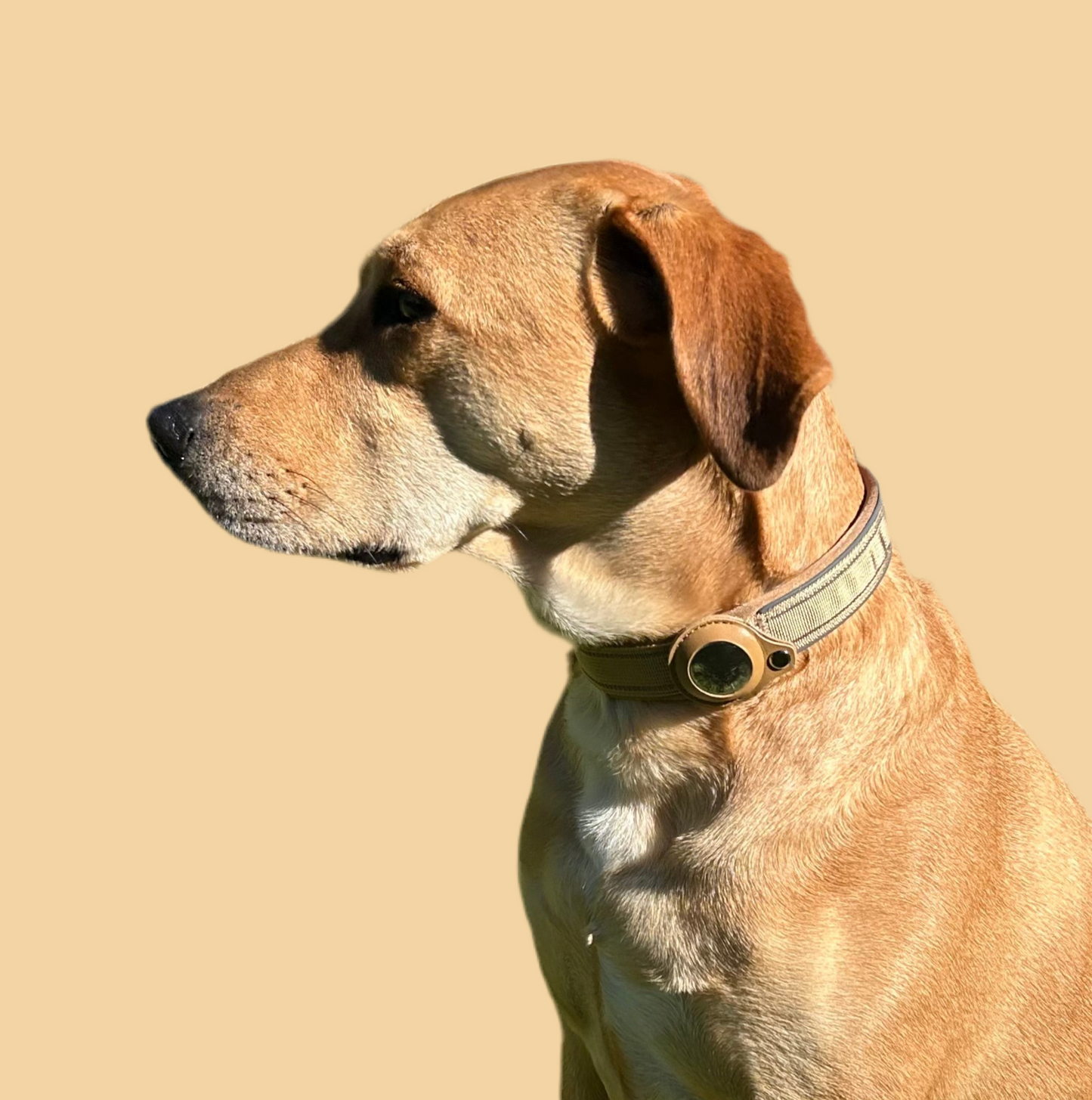 FindMy Dog Collar With PawTag