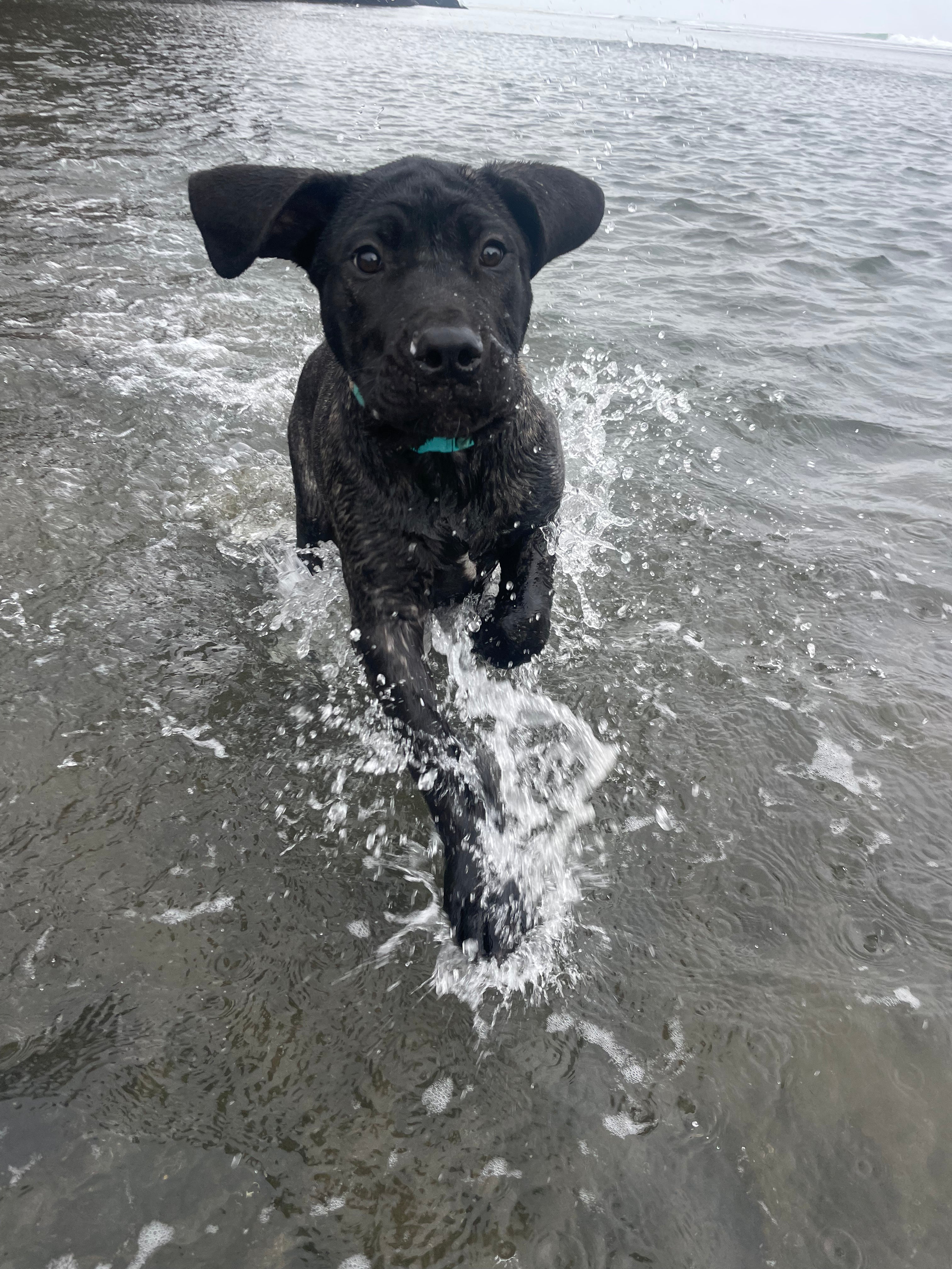 Explore Freely, Knowing Your Pet is Safe!